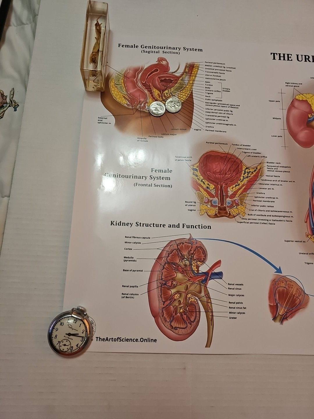 The Urinary System – 2 Sided MEDICAL Poster 29.5″ x 17.5″ In. Art Of Science Vtg