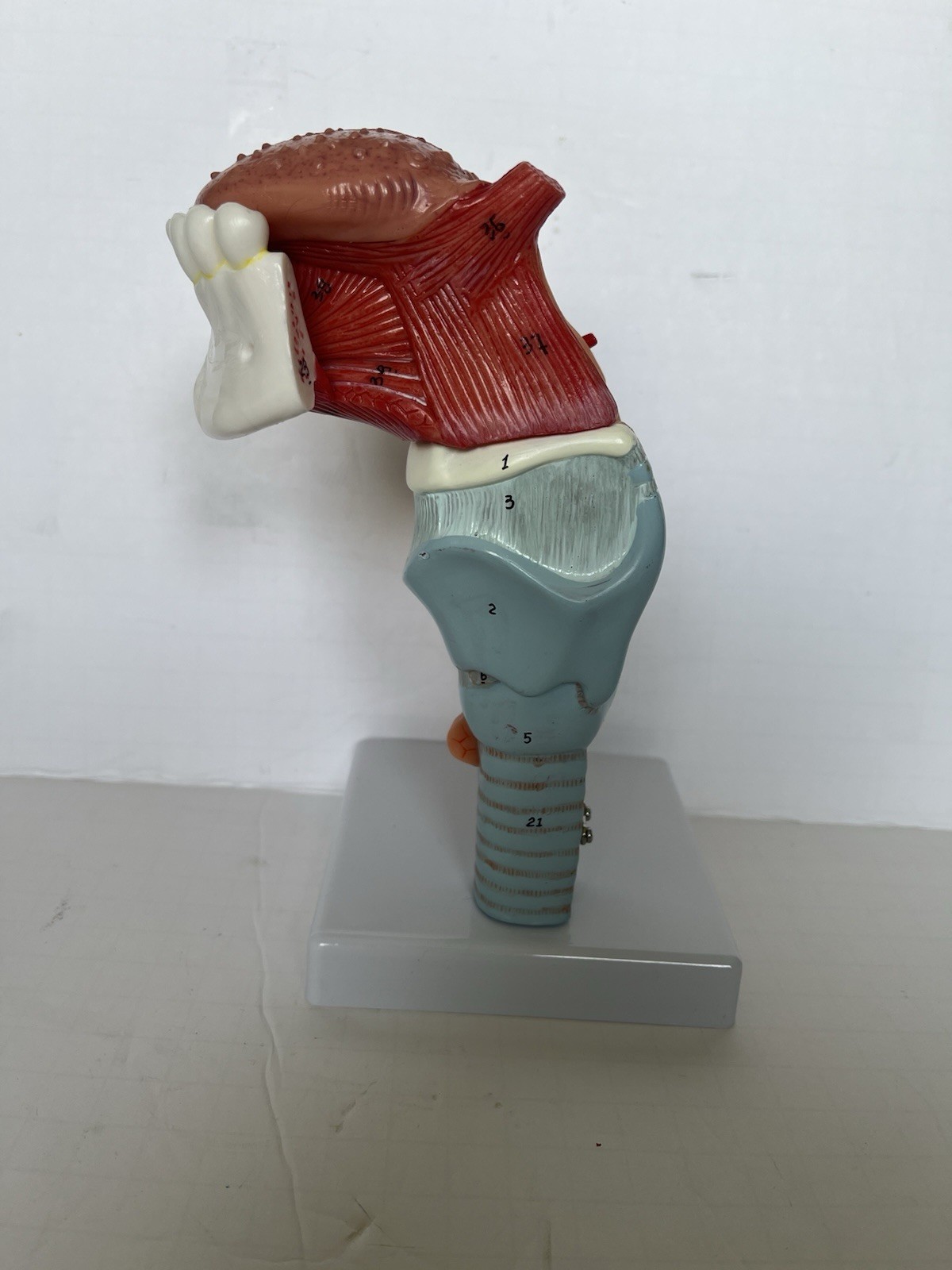 PVC Human Throat Tongue 5 Parts Model Medical Anatomical Models Teaching
