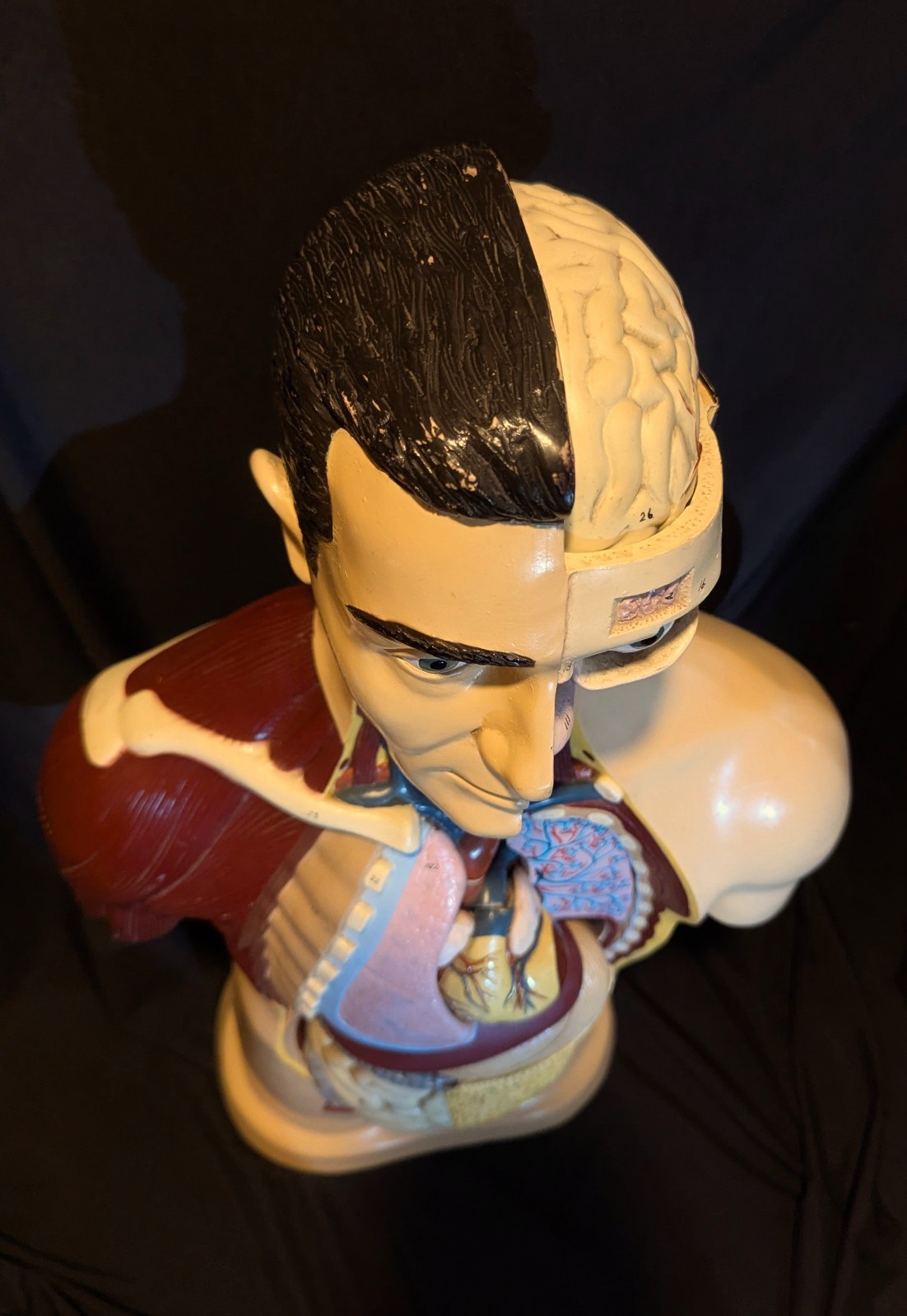 LRG Nystrom Biological Scientific Human Anatomy Model Torso 36″ Tapes Manual VTG