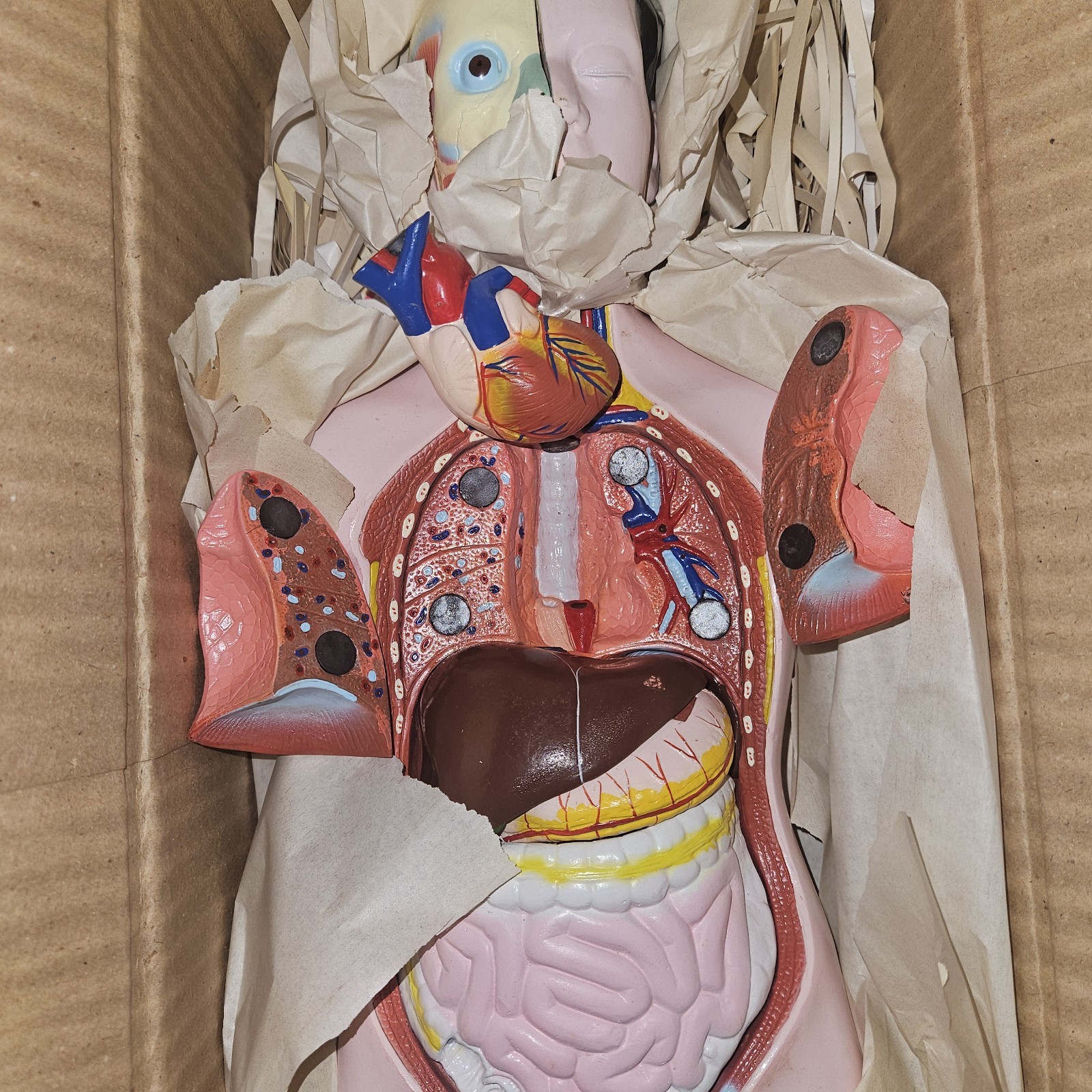 3-D Human MALE Anatomical Model Latge 42cm Doctor’s Office Teaching Anatomy Doll
