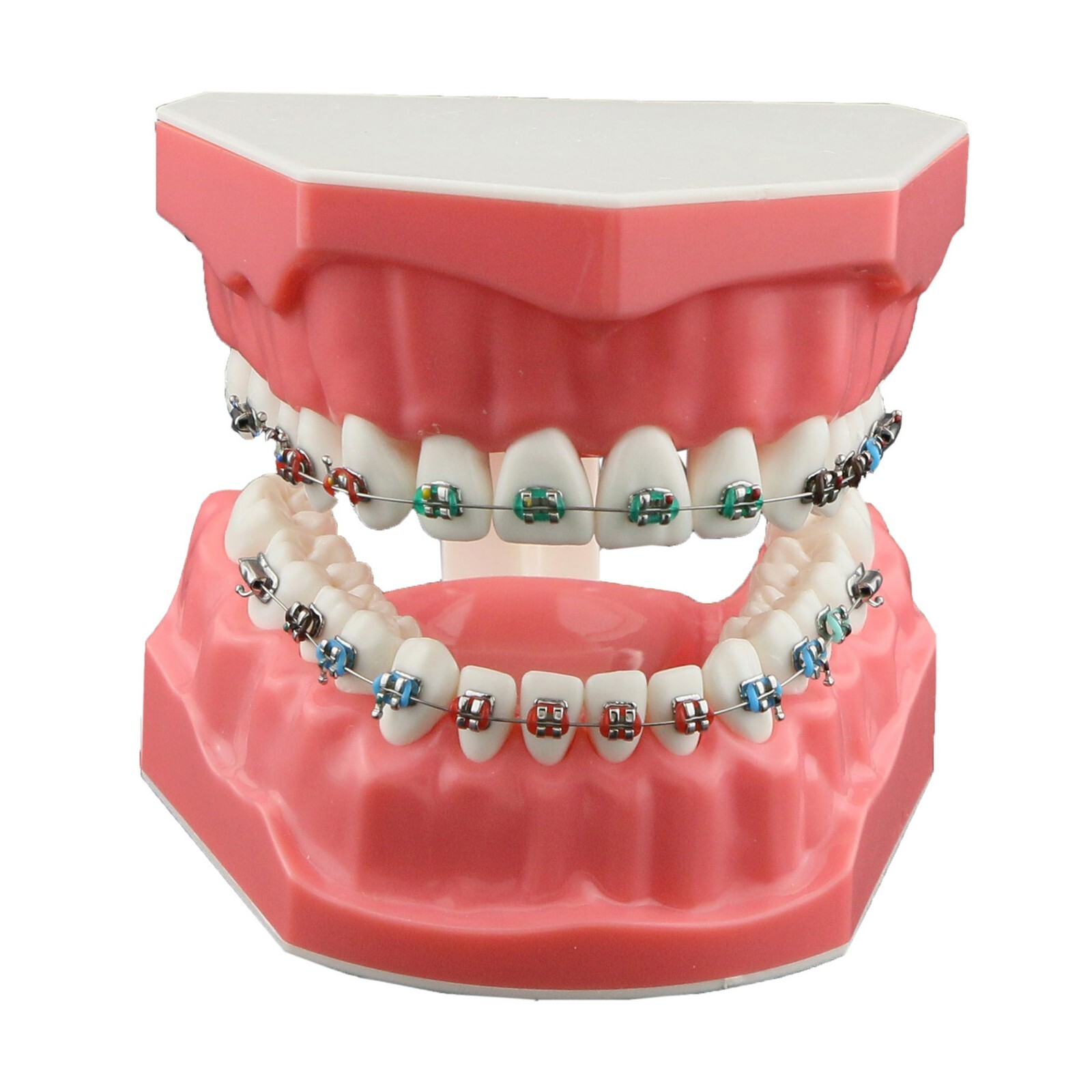 US Dental 1:1 TypodontTeeth Model Orthodontic with Metal Brackets Brace M7010-2