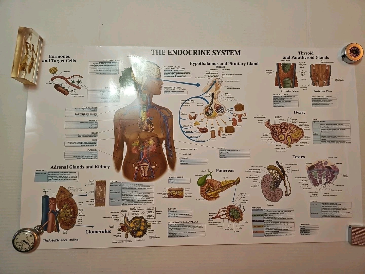 The Endocrine System 2 Sided Medical Poster 29.5″ x 17.5″ In. The Art Of Science