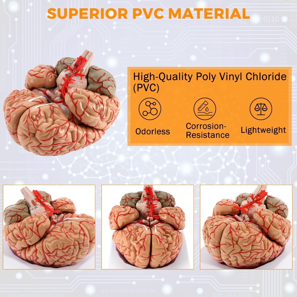 Anatomically Accurate 8-Part Human Brain Model Anatomy Science Teaching Medical