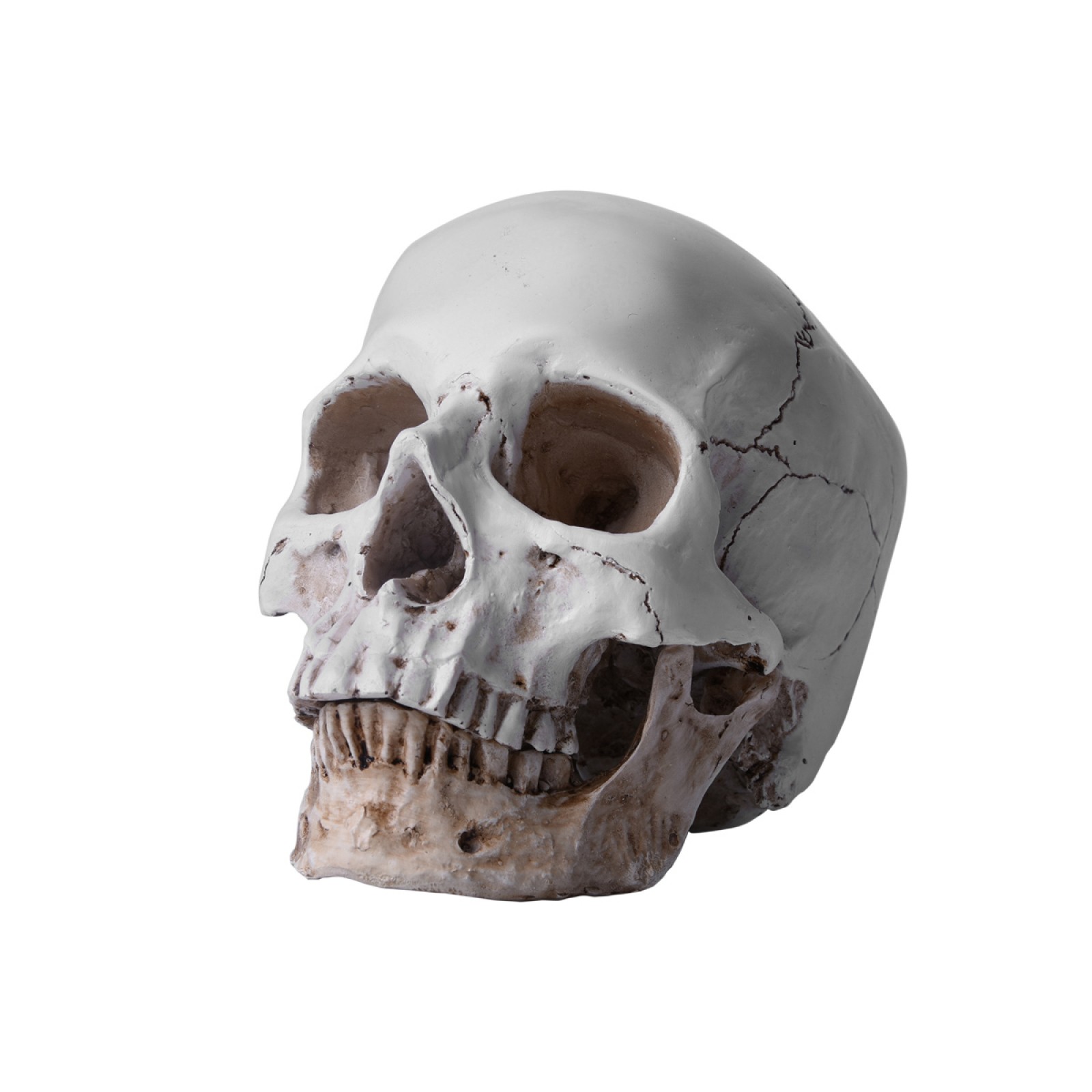 Lifesize Realistic Human Skull Replica Resin Model Anatomical Halloween Decor