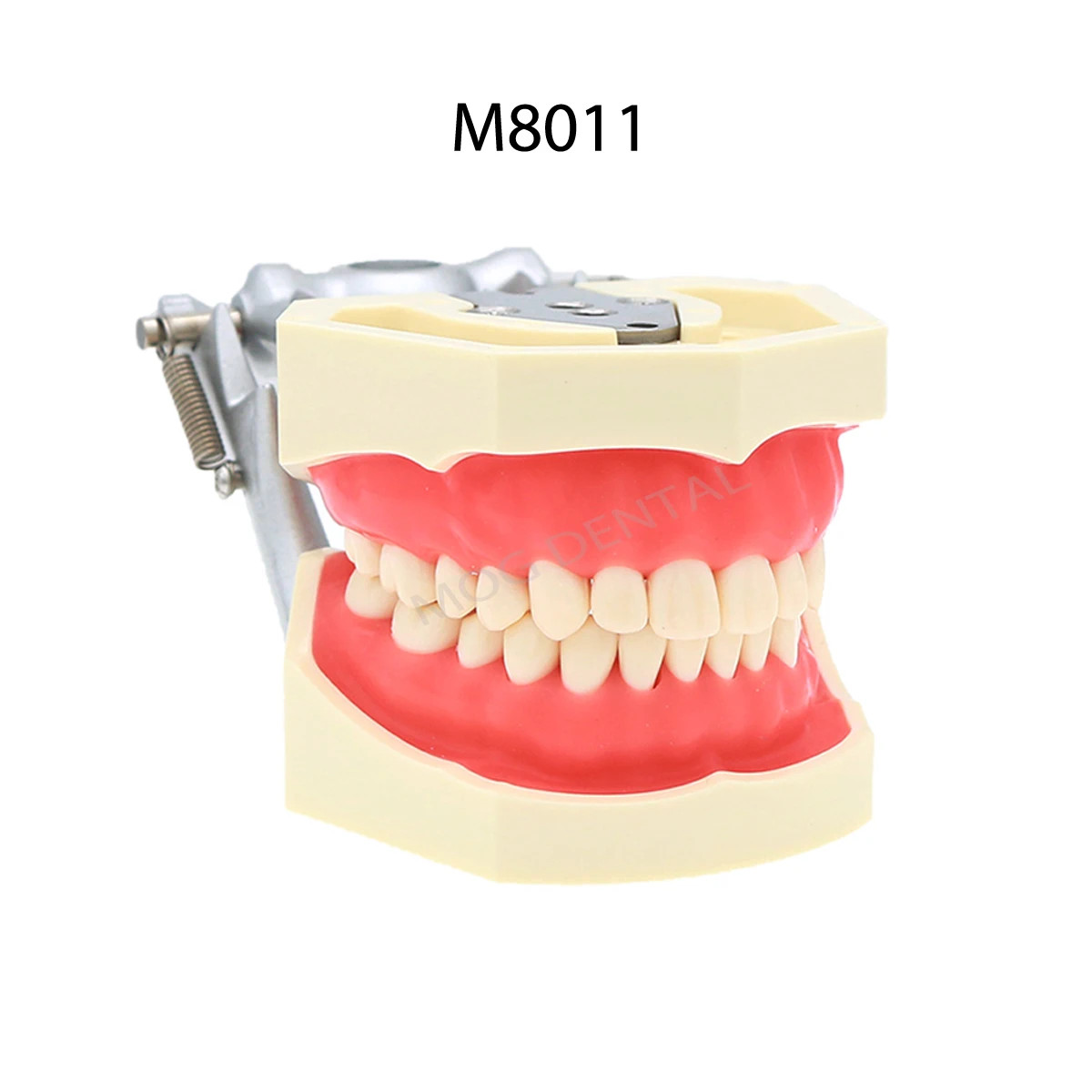 1pc Dental with Removable Dental Model Anatomical Models