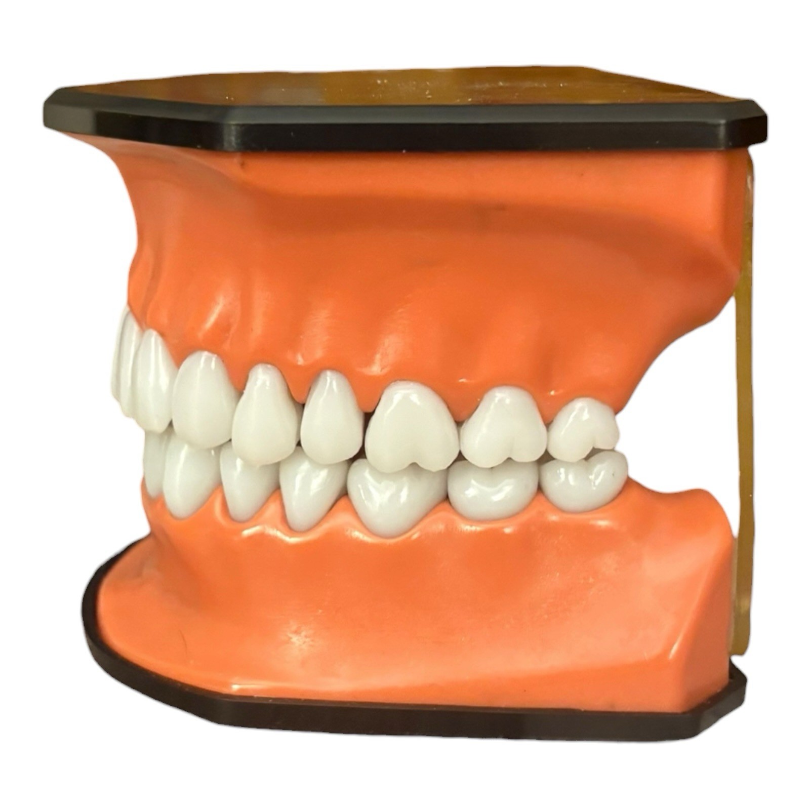 Henry Schein TP-100 Oversized Oral Teaching Dental Patient Education Display