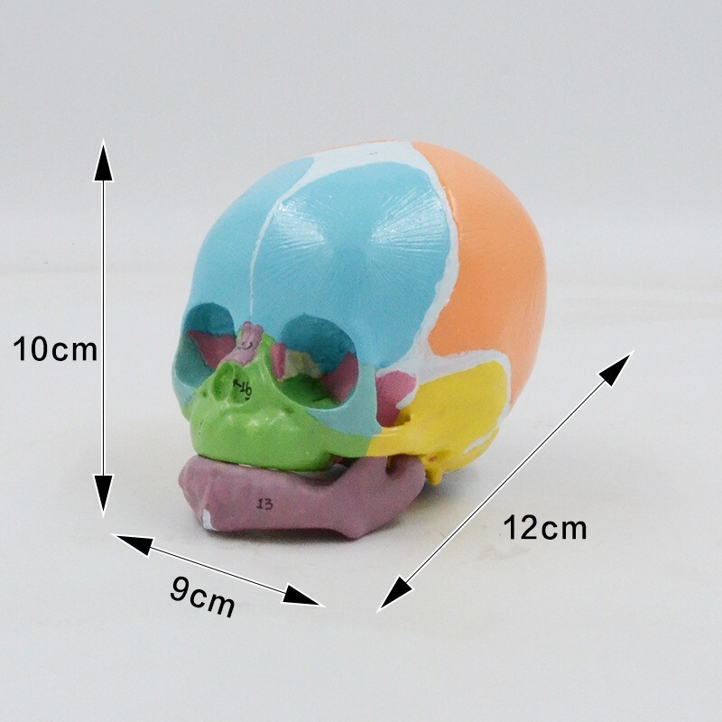 1:1 Size Medical Science baby infant Skull Anatomical Model