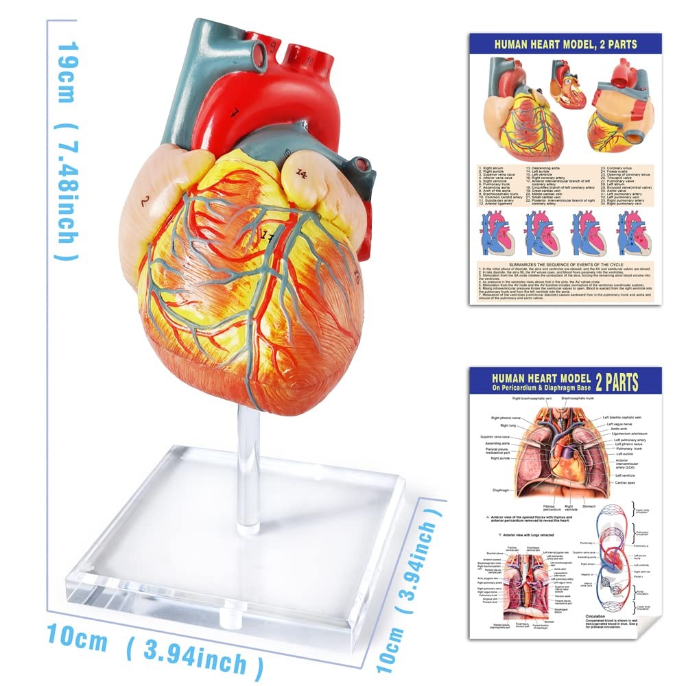 Human Heart Model For Anatomy, 2 – Part Heart Models Anatomy Life Size Medica…