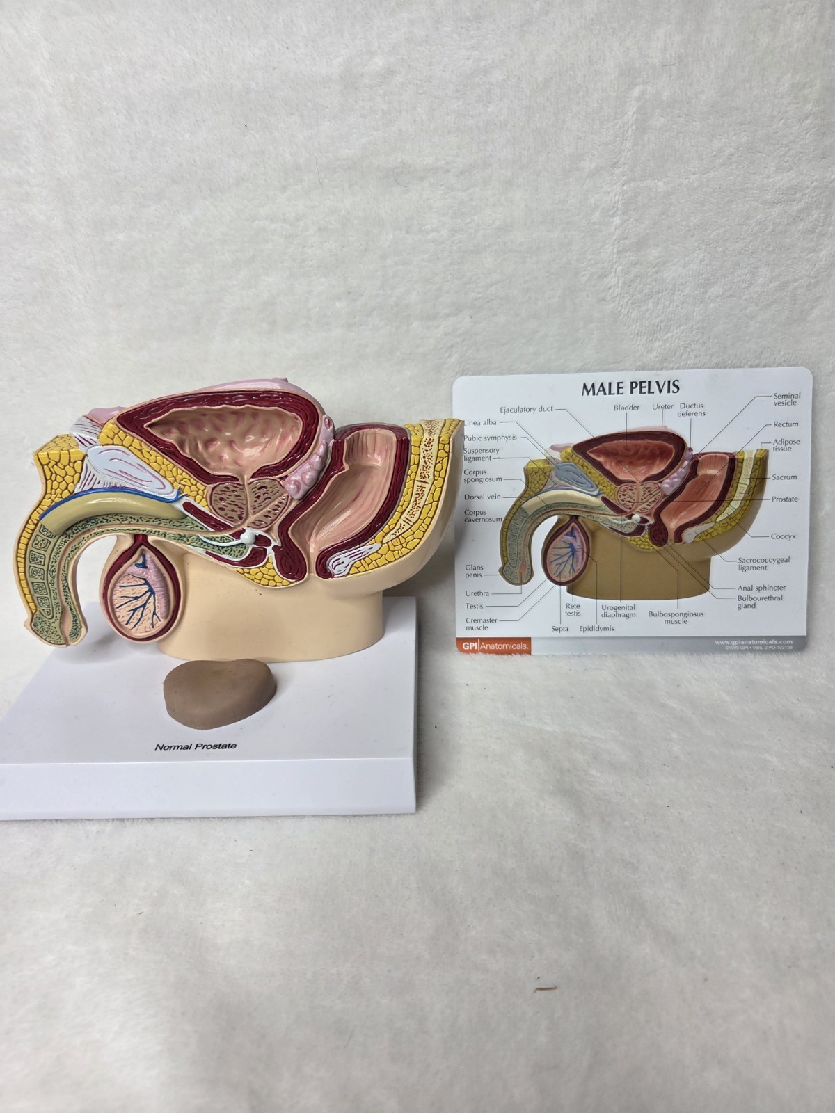 Male Pelvis 3D Display Model 1999