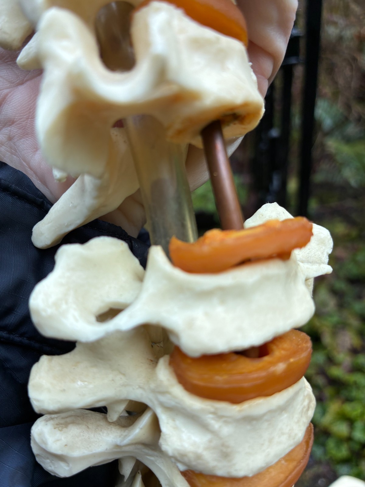 mcm 1960’s vintage medical school university 36″ scoliosis SPINE model~Halloween