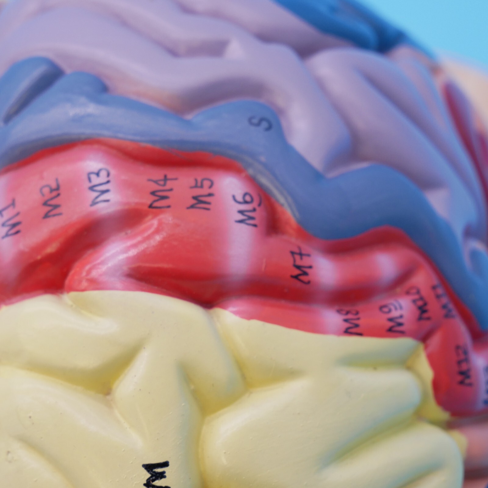 Medical Anatomical Human Brain Model Anatomy Cerebral Cortex Brain Nerve Models