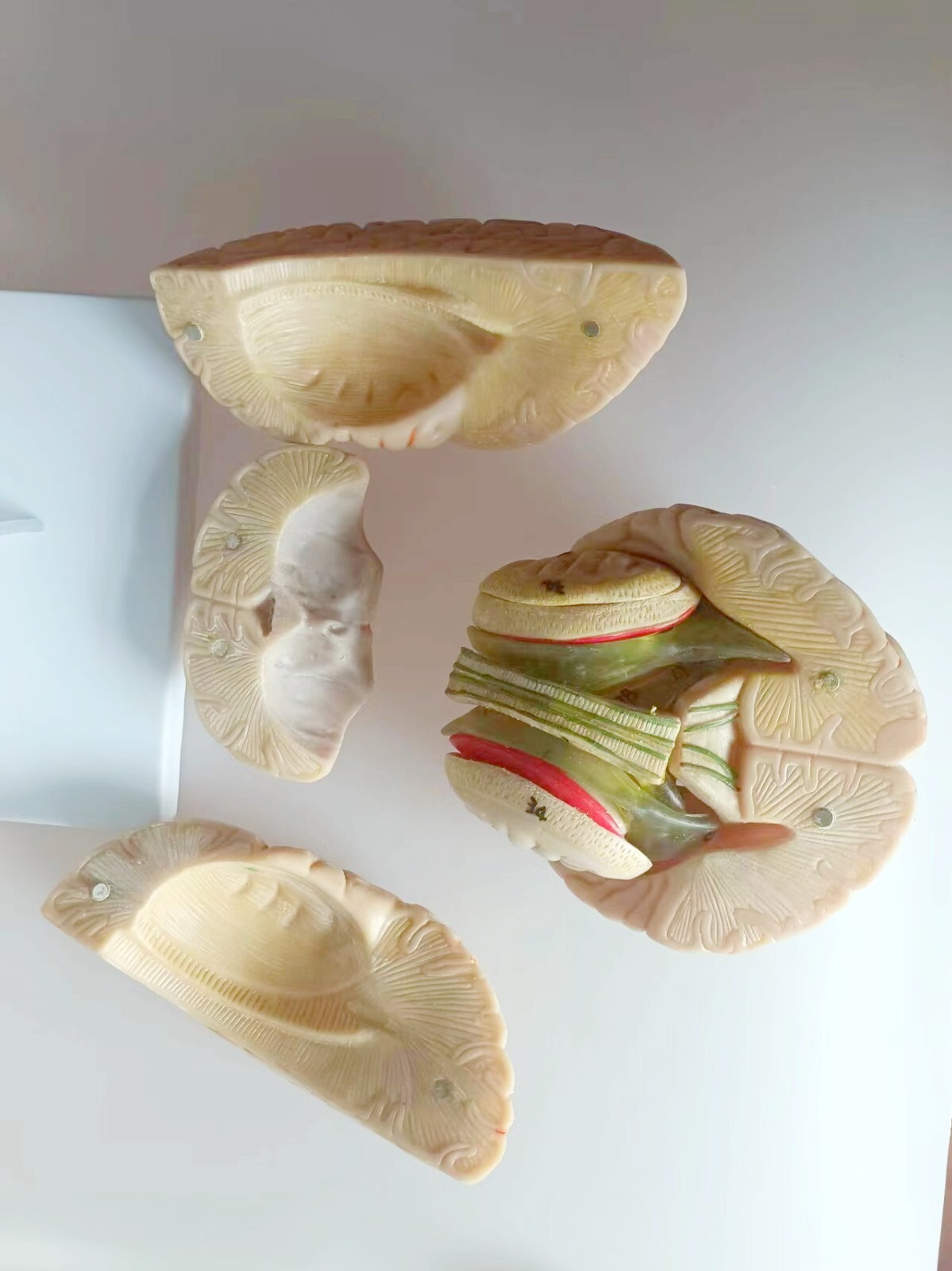 1:1 Size Human 15 Parts Brain Model Medical Anatomy With 58 Digital Indication