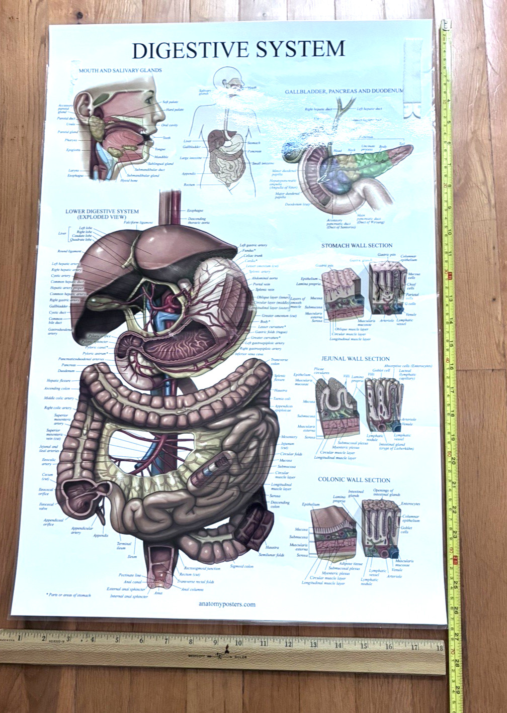 4 Human Anatomy Posters Laminated Medical Biology Health Classroom 18X27