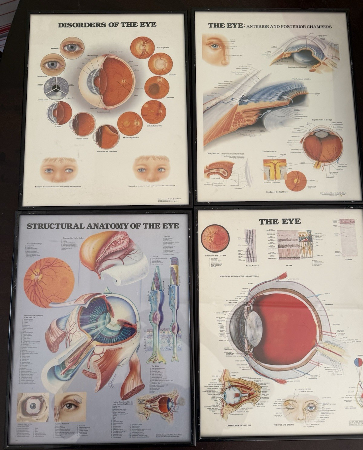 Vintage Anatomical Chart Company Framed Eye Art – 1986-92 – Set of 4 – Optometry