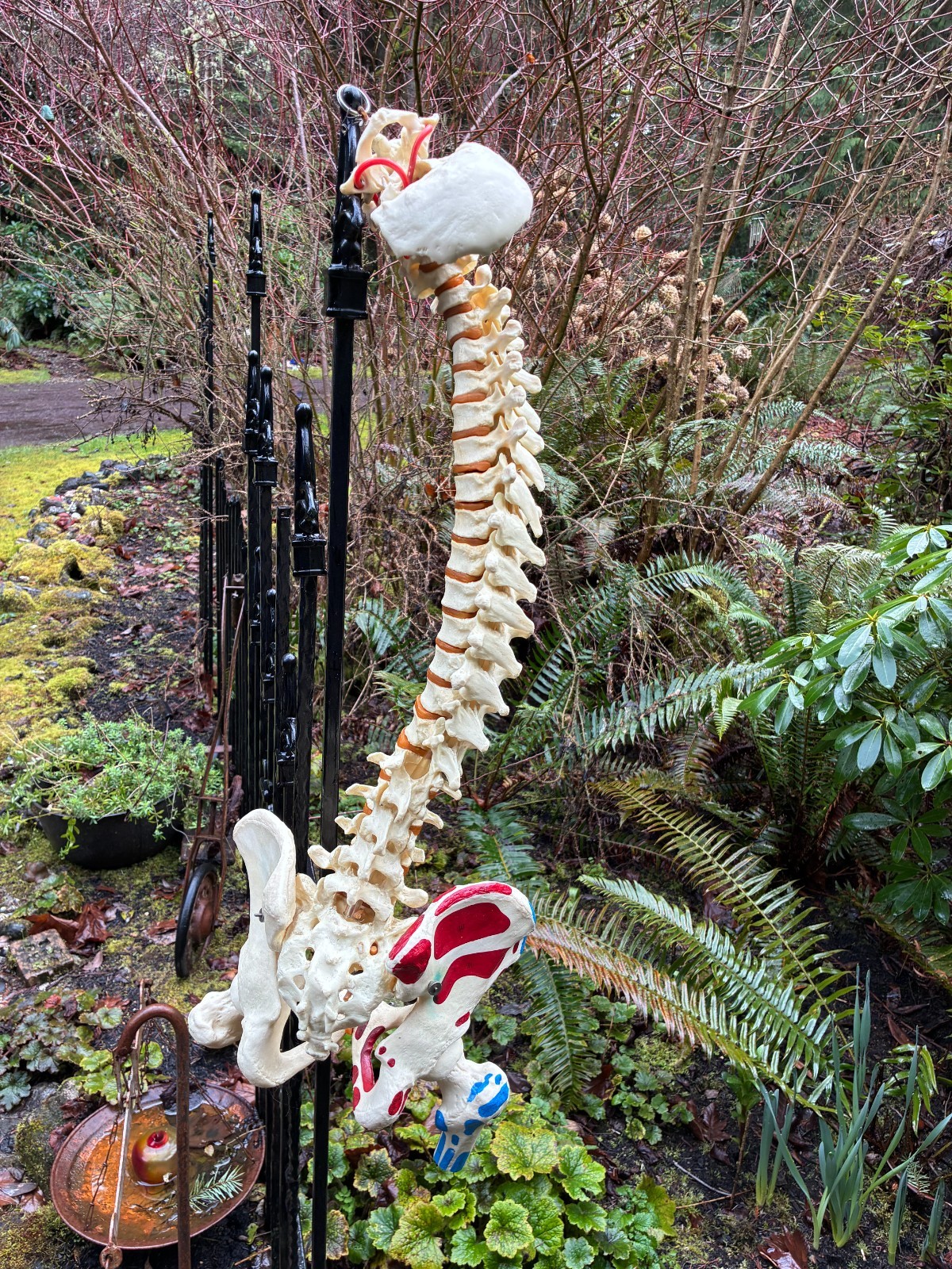 mcm 1960’s vintage medical school university 36″ scoliosis SPINE model~Halloween