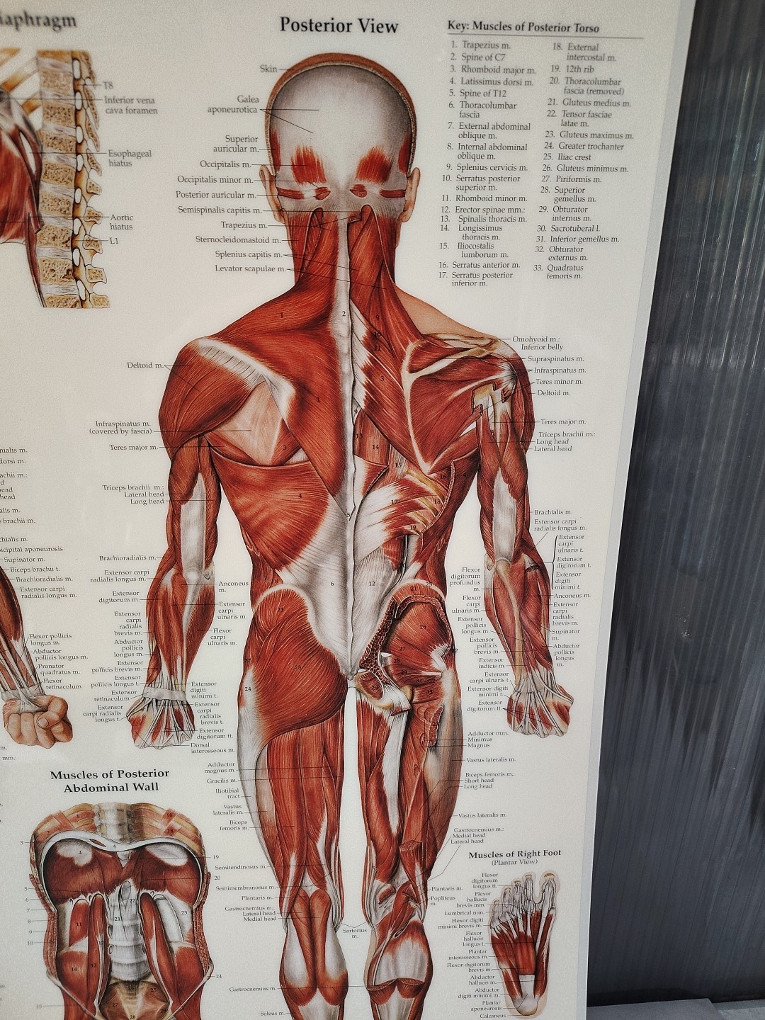 Muscular System Human Wall Chart 20″ x 26″ Classroom/Professional LSA