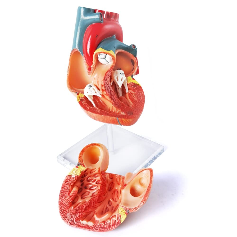 Human Heart Model For Anatomy, 2 – Part Heart Models Anatomy Life Size Medica…