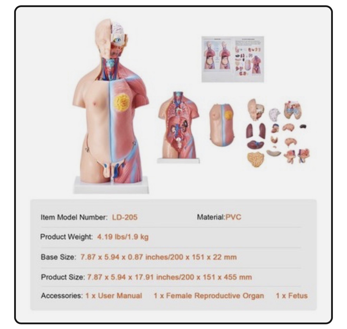 NURSING STUDENTS!!!!!Human Torso Anatomical Model with Removable Organs