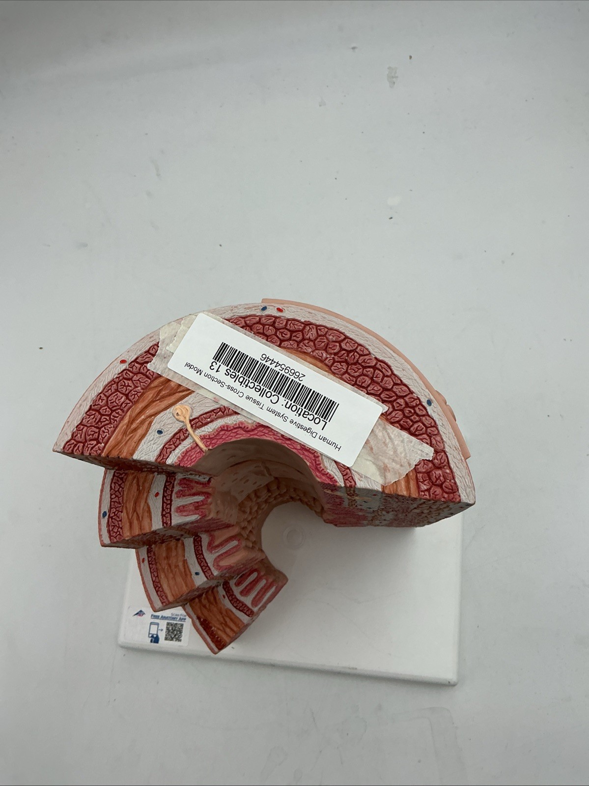 3B Scientific MICROanatomy Digestive System Model, 20-times Magnified – K23