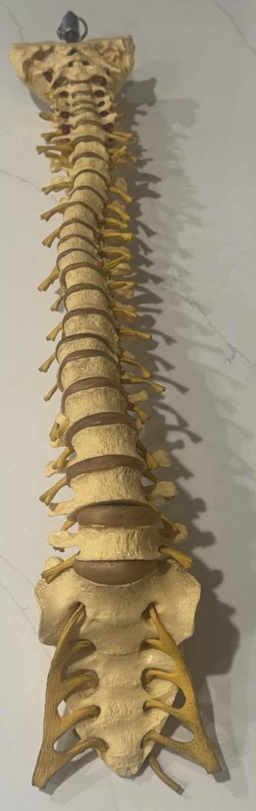 ANNATOMICAL ANATOMY 24″ HUMAN VERTEBRAL COLUMN SPINE WITH SACRUM MODEL