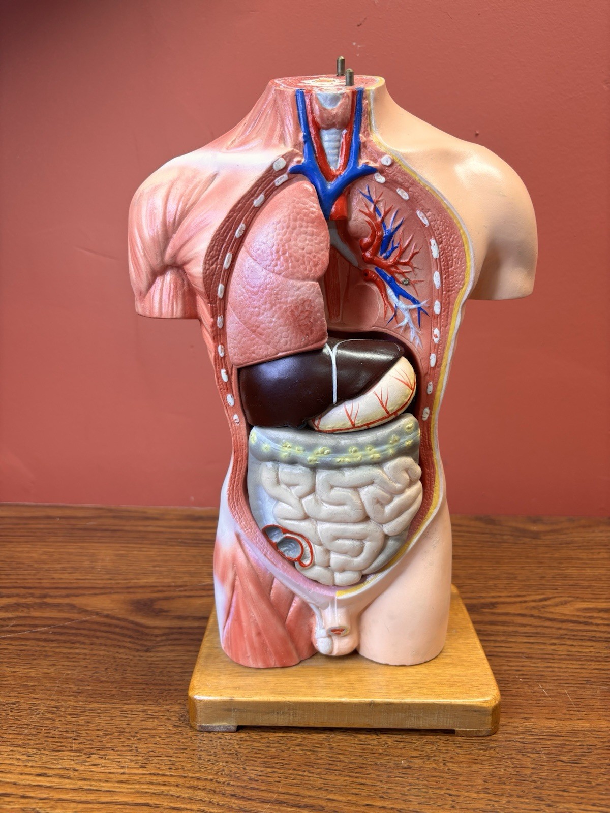 Vintage Human Anatomy Torso Model 13.5” Medical Teaching Display Missing Parts