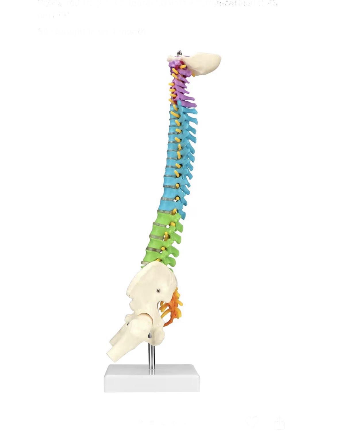 18″ Flexible Human Spine Model w/ Spinal Nerves Pelvis & Thighs Colored Teaching