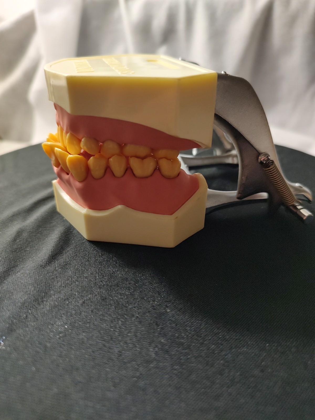 Halloween Scream Creepy Decor – Unitek Dental Teeth Model