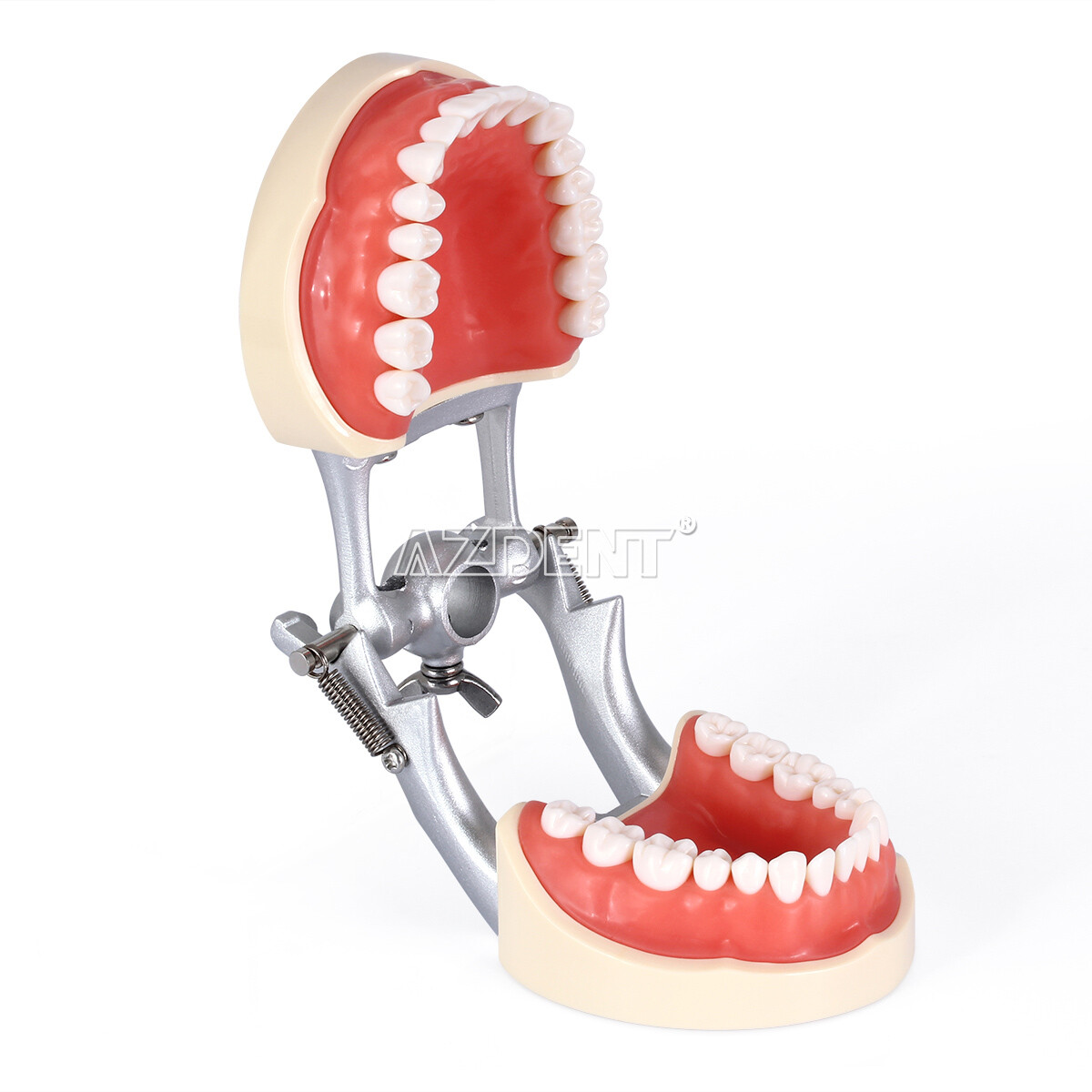 Dental Implant Teeth Model U/ L Demo Overdenture Restoration w/ 2 4 Implants
