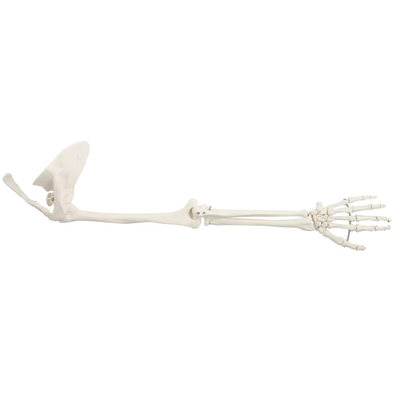 New Life Size Pair BUCKY SKELETON ARMS Set-2nd Class Resin Anatomical Upper Limb