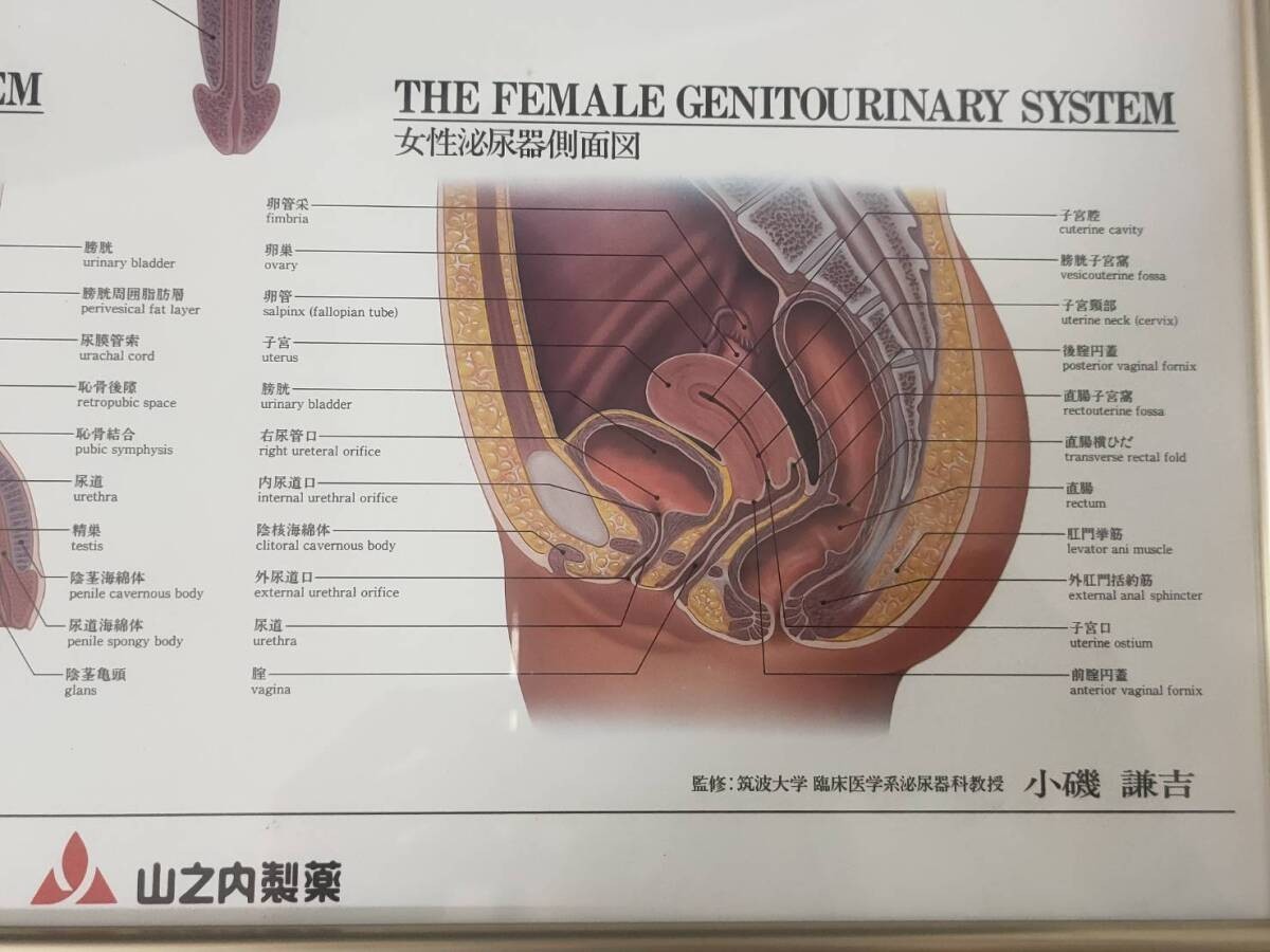 The Urinary System Framed Medical Anatomical Poster, 20×14.5 in Wall Diagram