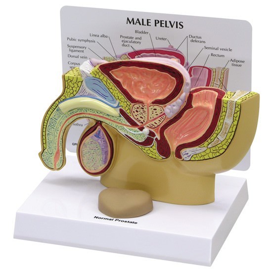 Male Pelvis GPI Anatomy Mode Prostate w Key LFA #3550 Make Us an Offer SEE VIDEO