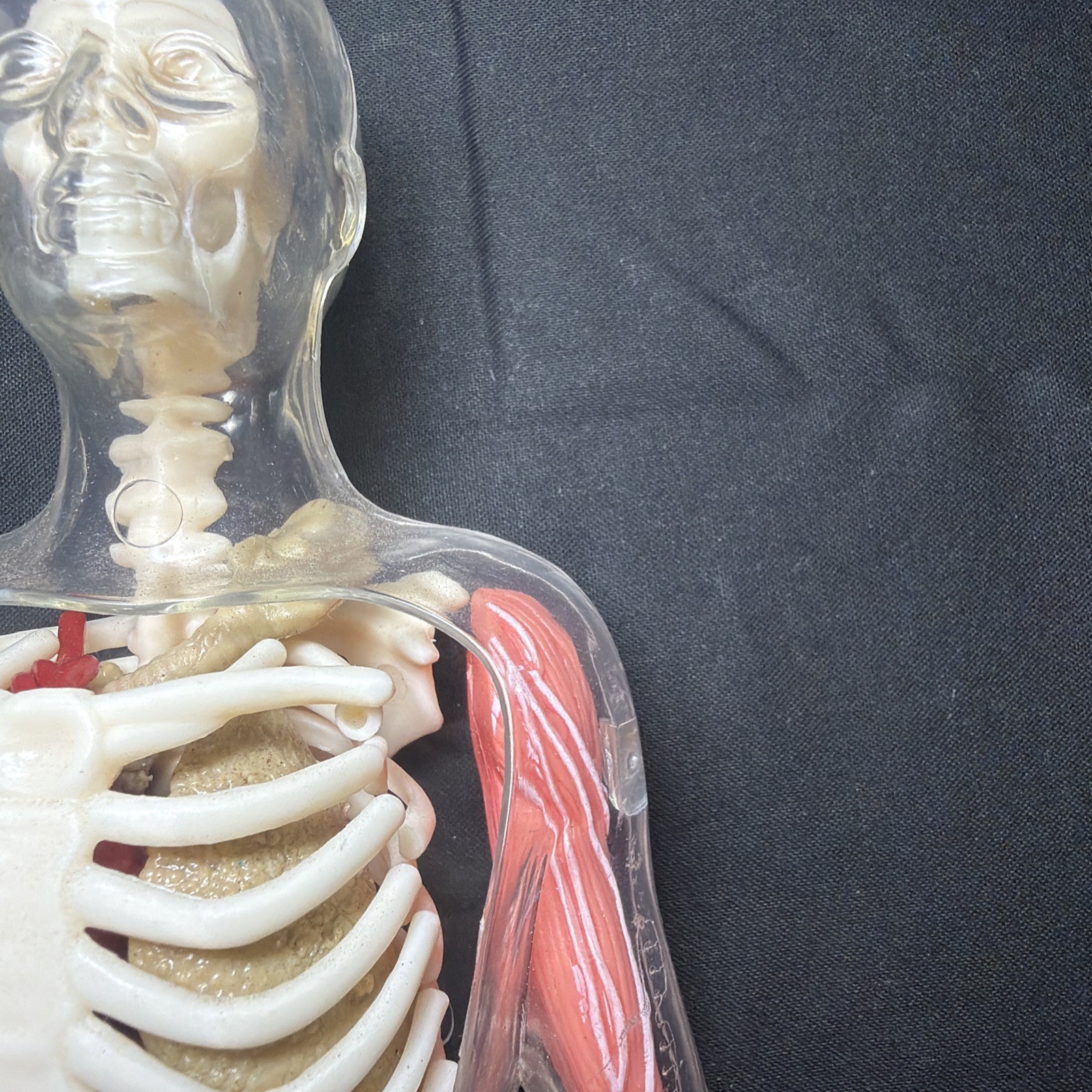 Vintage Human Body Model Anatomy Heart Brain Skeleton Muscles Lungs Student 13″