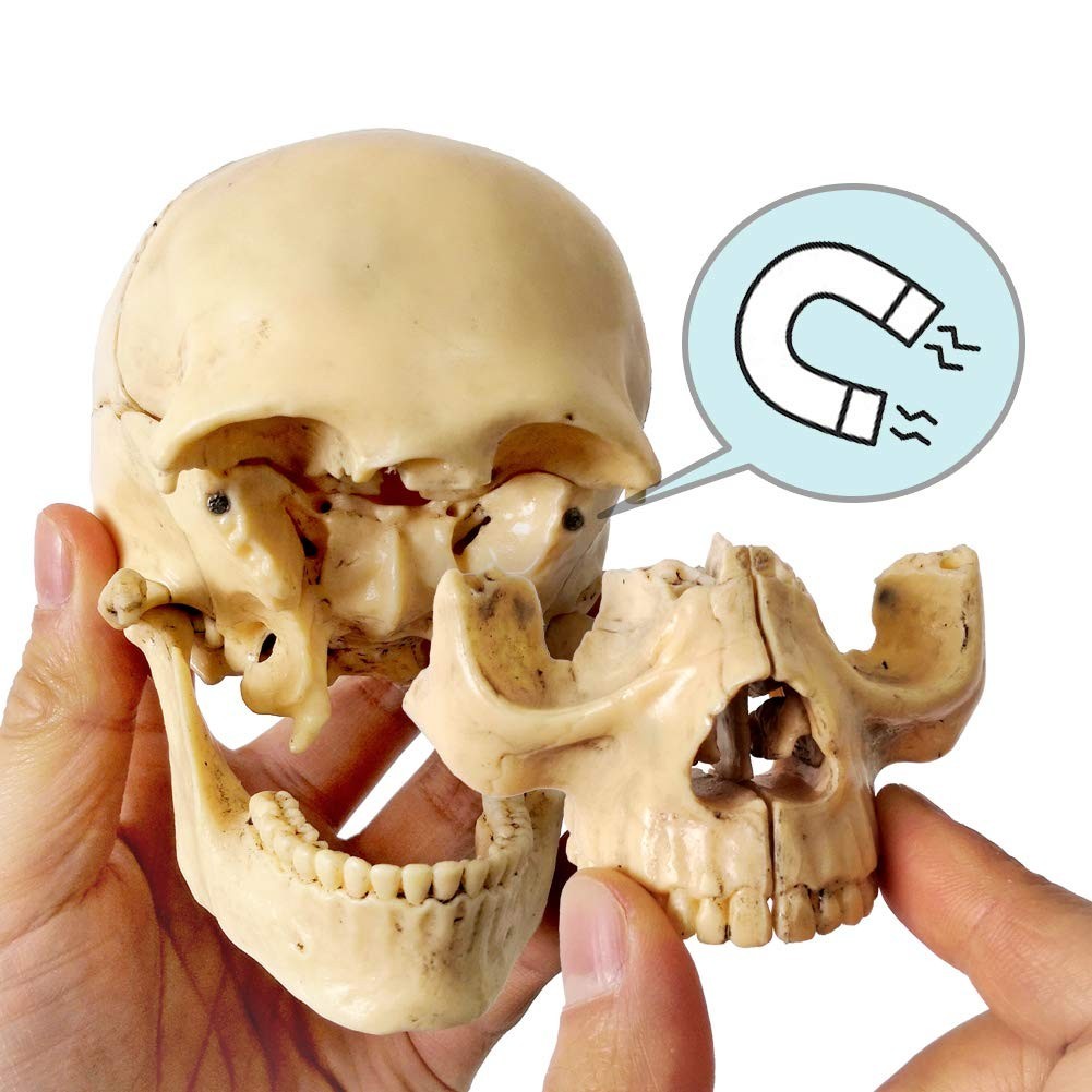 Nuevo modelo craneo anatomico despiezado modelo craneo medico humano Ensenanza