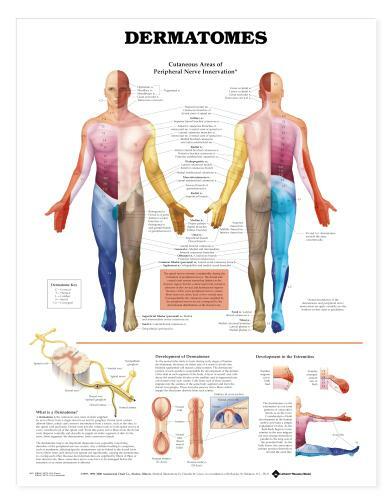 DERMATOMES Laminated Wall Chart 20″ x 26″ Classroom/Professional LFA #98022