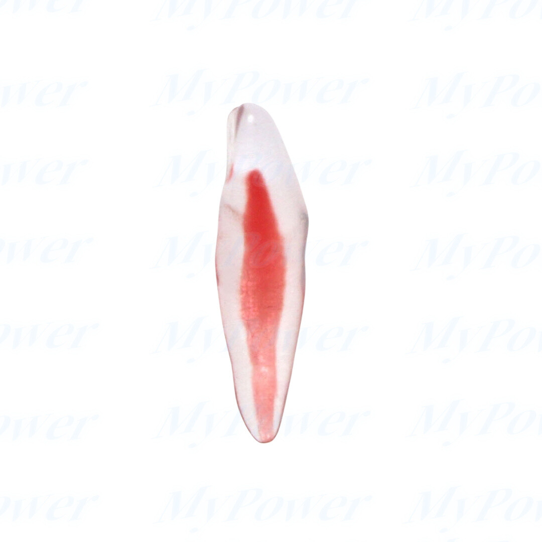 Dental Training 3D RCT Endo Tooth Model Practice Model Curved Root Resin Teeth