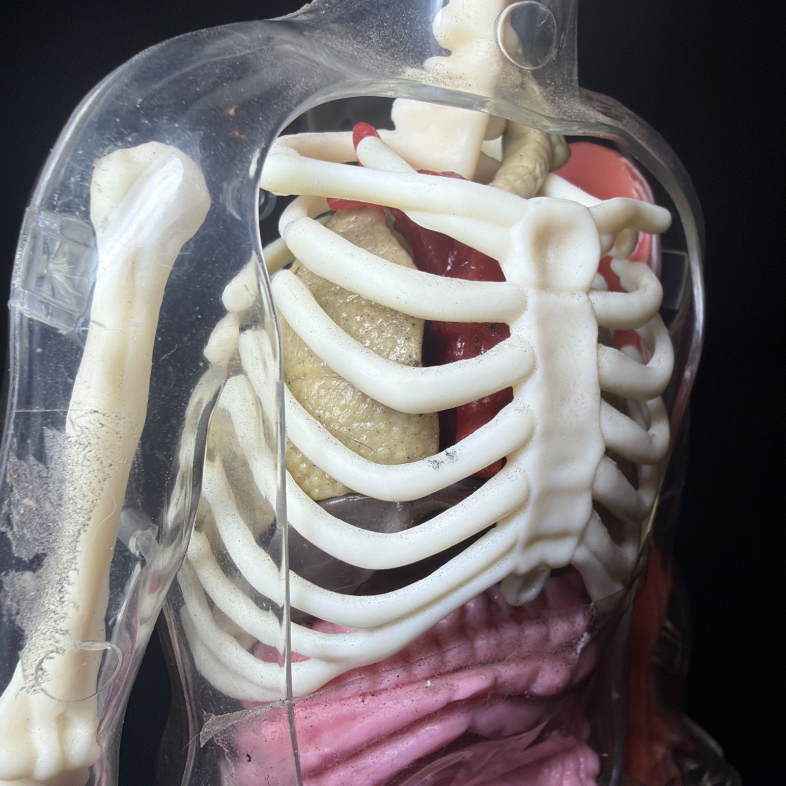 Vintage Human Body Model Anatomy Heart Brain Skeleton Muscles Lungs Student 13″