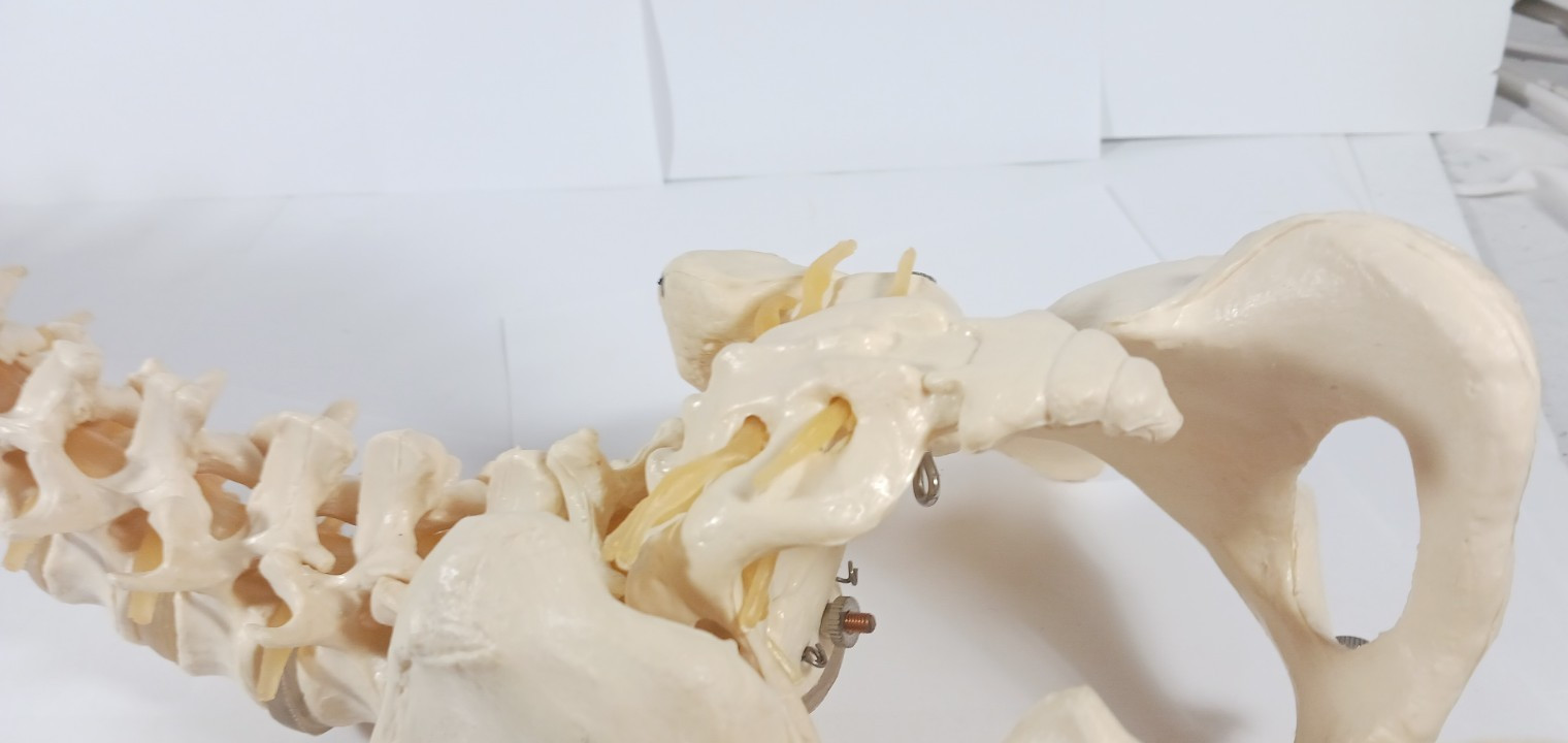 Life-Size Human Spine Model w/ Pelvis & Nerves – Anatomy Medical Study