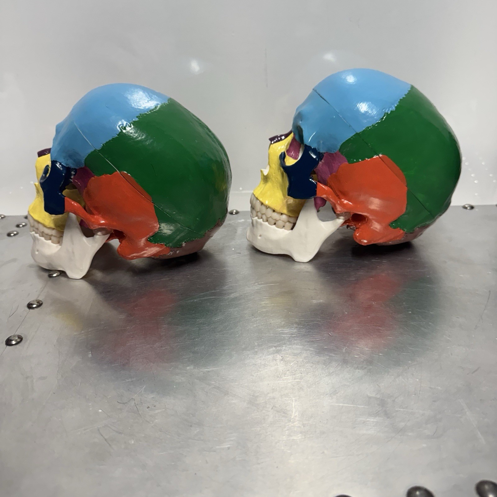Human Skull Anatomical Model Scientific Classroom Model Lot Of 2