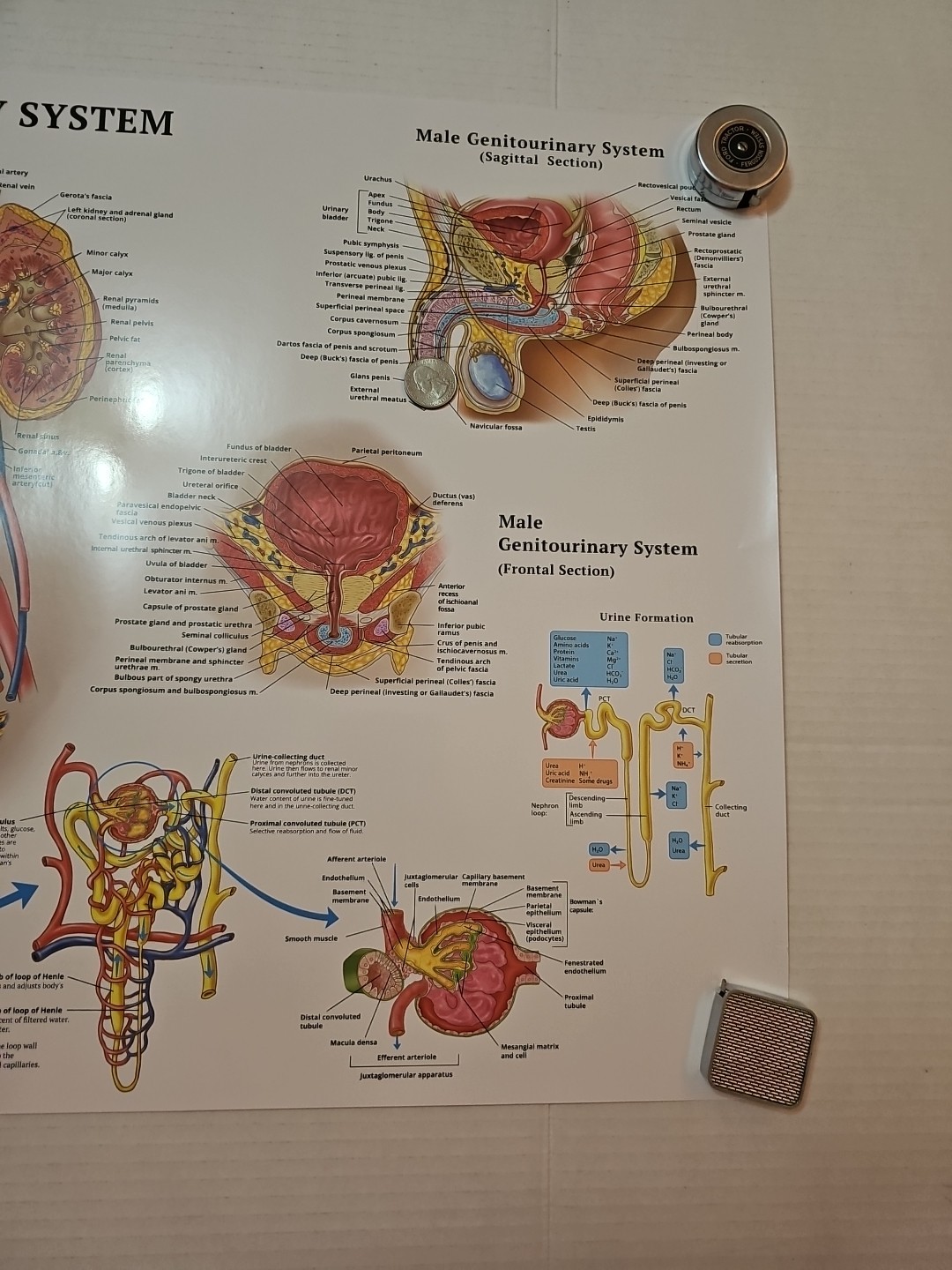 The Urinary System – 2 Sided MEDICAL Poster 29.5″ x 17.5″ In. Art Of Science Vtg
