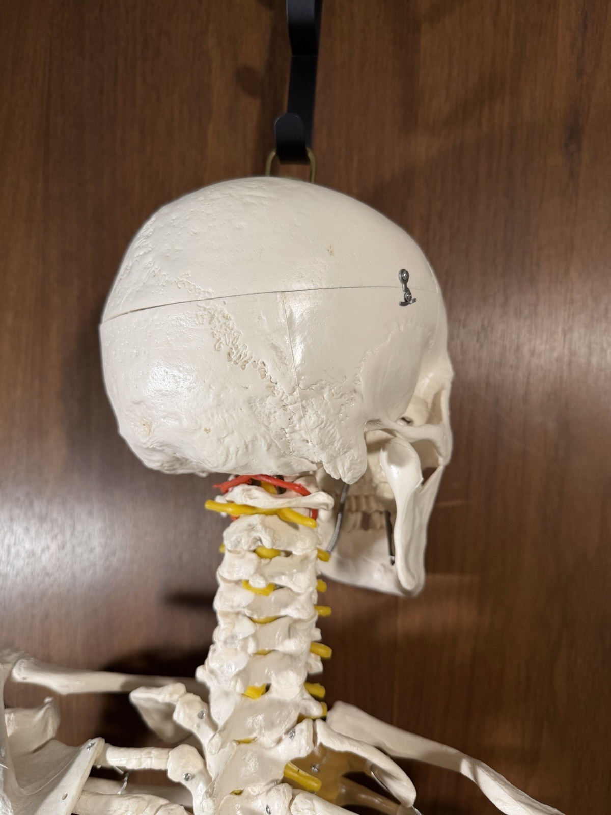 Life Size Human Anatomy Skeleton Hanging Medical Model w/ Spine Nerves