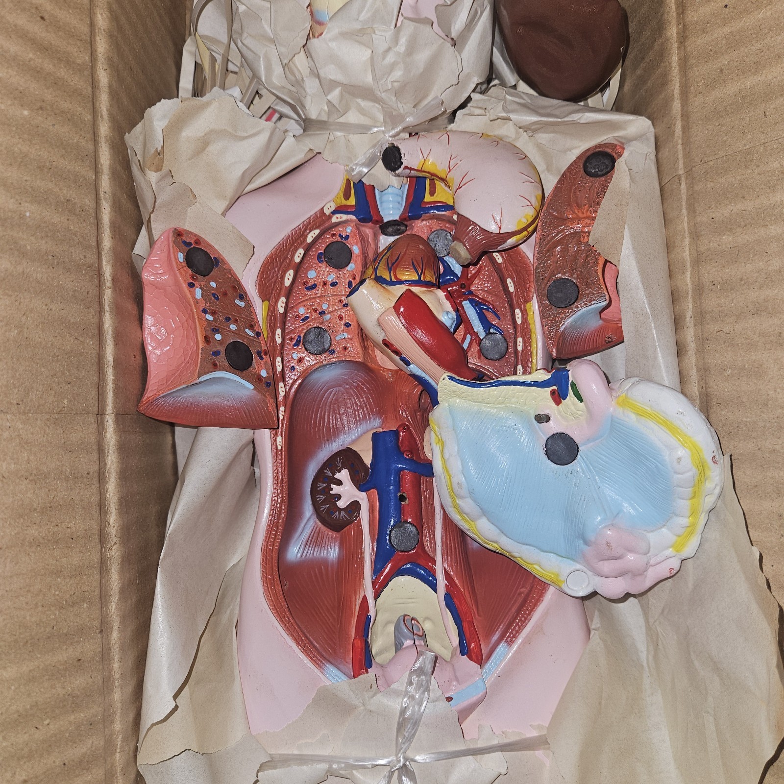 3-D Human MALE Anatomical Model Latge 42cm Doctor’s Office Teaching Anatomy Doll