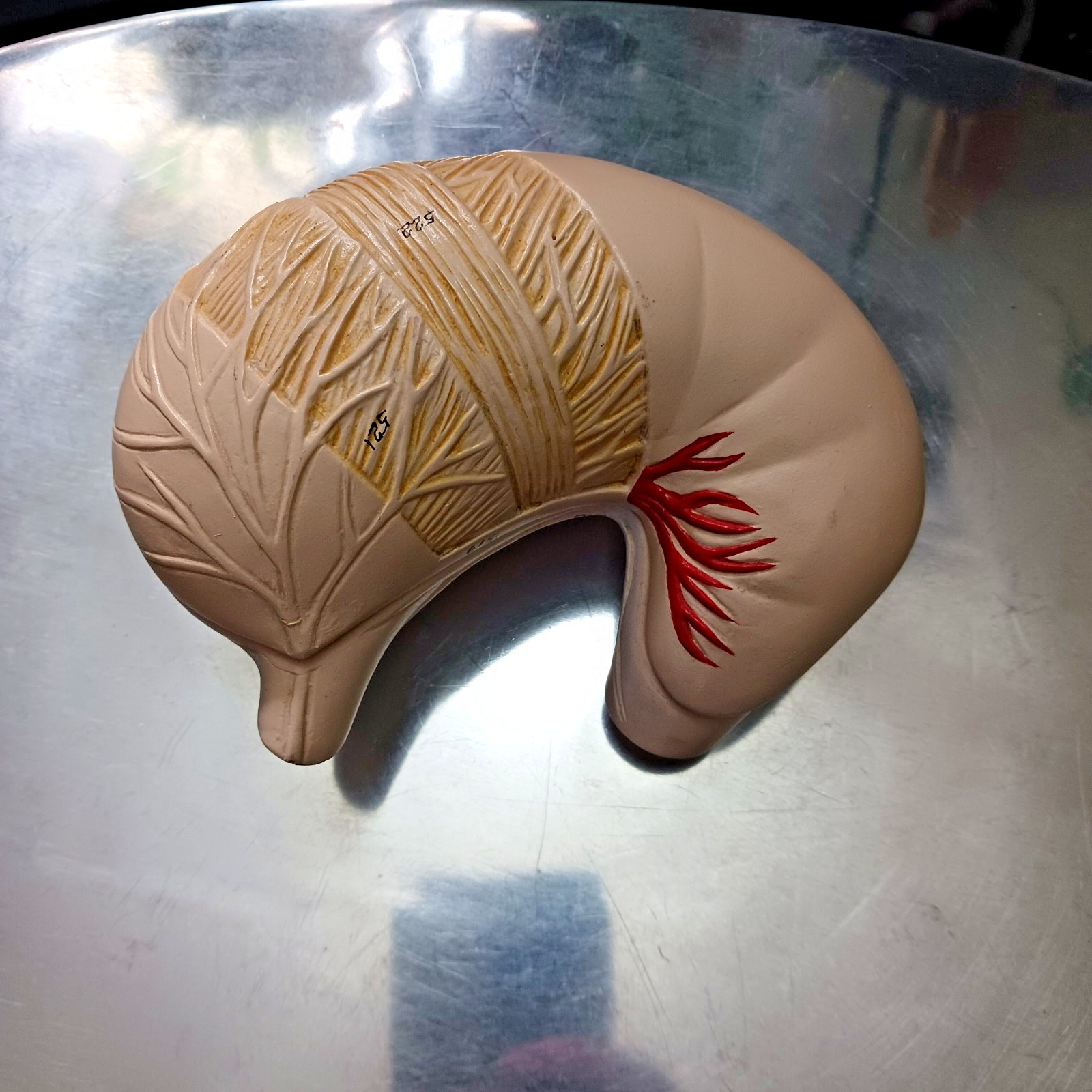 Vintage Human Stomach Anatomy Digestive System Model Medical Science