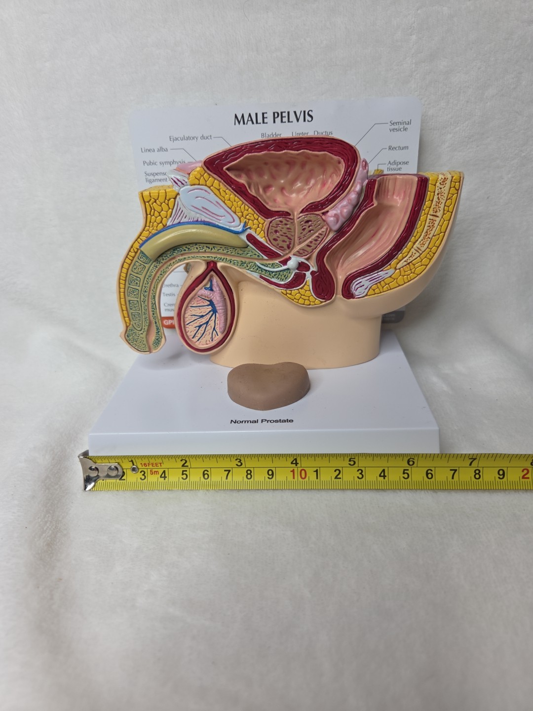 Male Pelvis 3D Display Model 1999