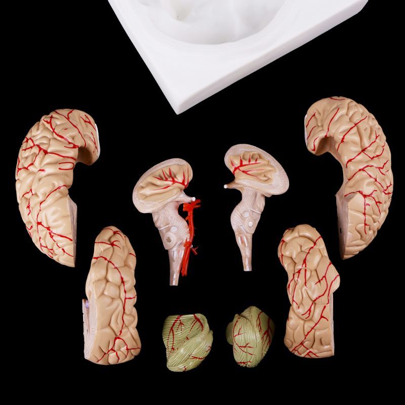 Human Brain Model Anatomical Anatomy Medical Teaching Education Study Science