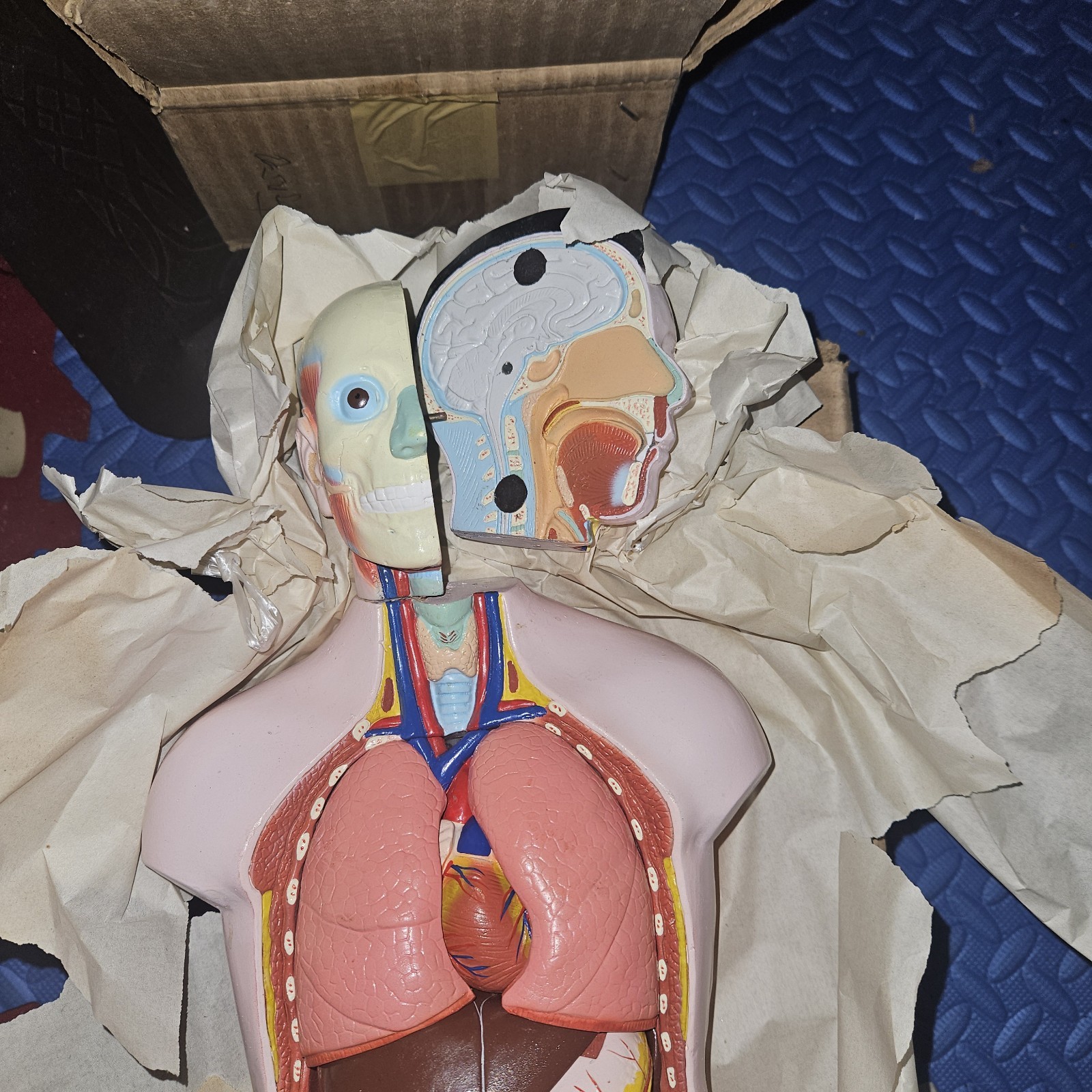 3-D Human MALE Anatomical Model Latge 42cm Doctor’s Office Teaching Anatomy Doll