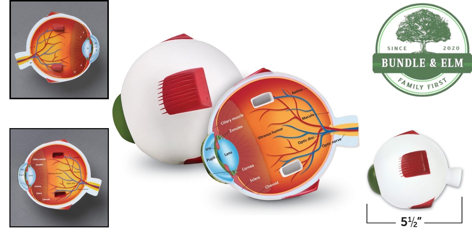 Cross-Section Eye Model for Anatomy Study, Educational Science Classroom Decor