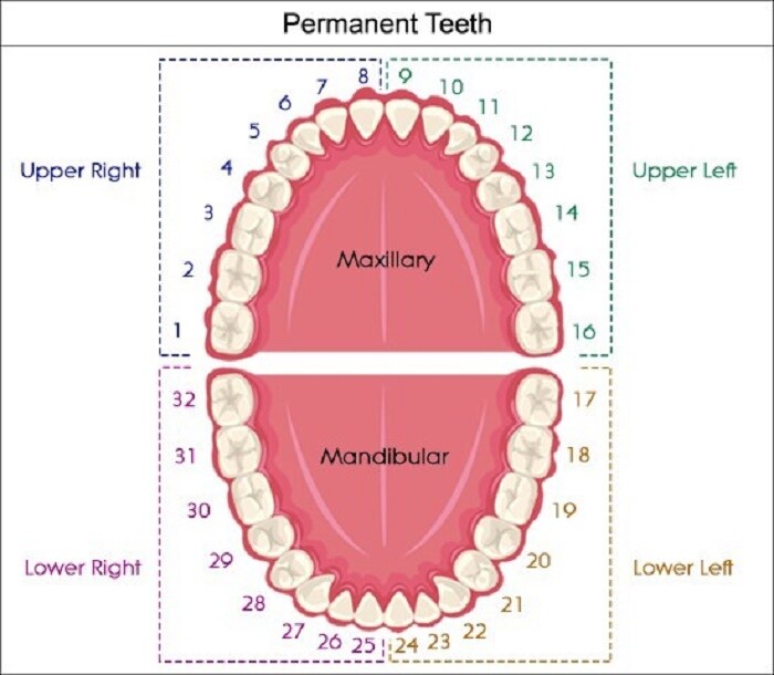 Tooth First Bicuspid Small Dental Temp Crowns Fillings Caps & Dentek Repair Kit