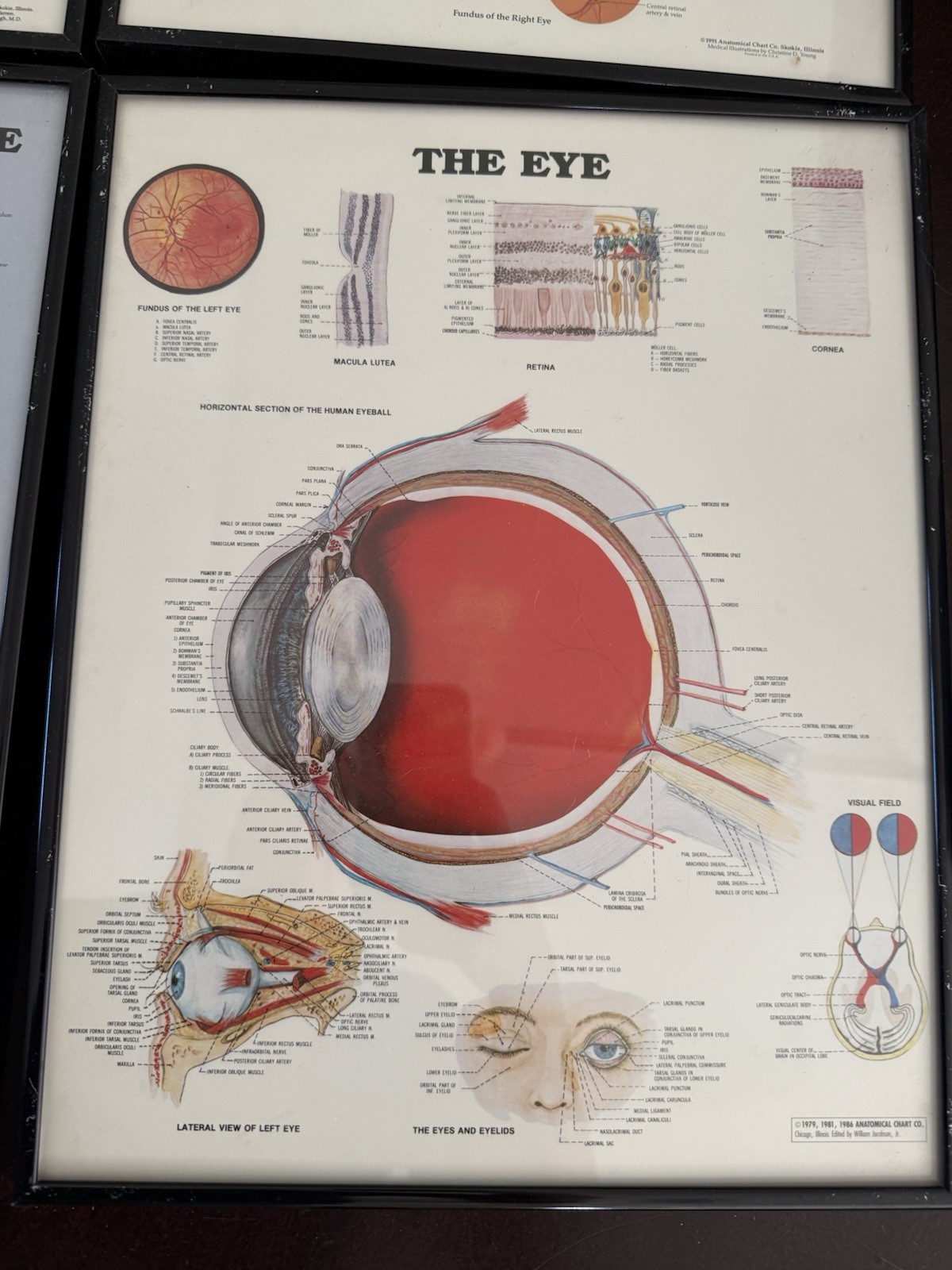 Vintage Anatomical Chart Company Framed Eye Art – 1986-92 – Set of 4 – Optometry