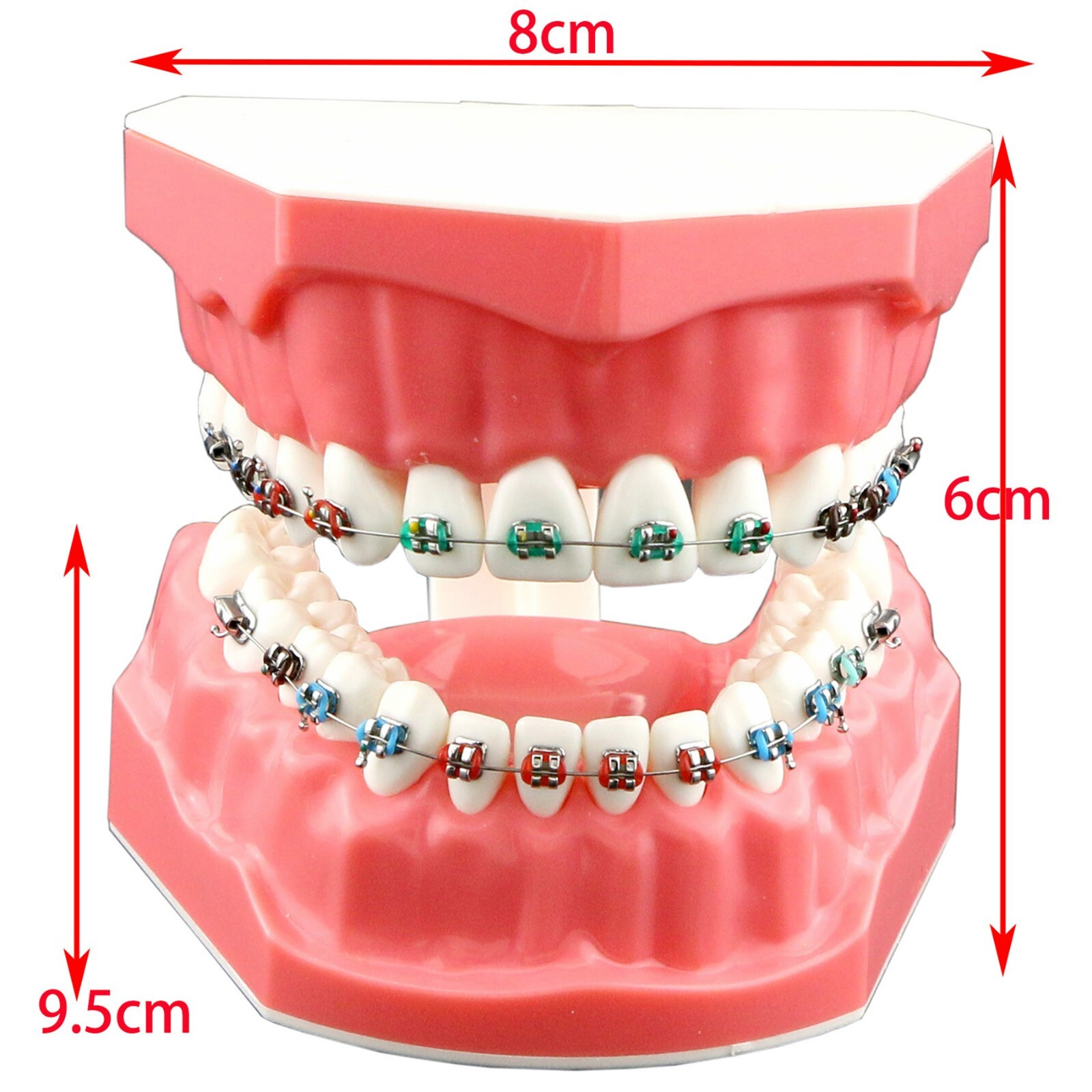 US Dental Typodont Teeth Model with Orthodontic Brackets Brushing