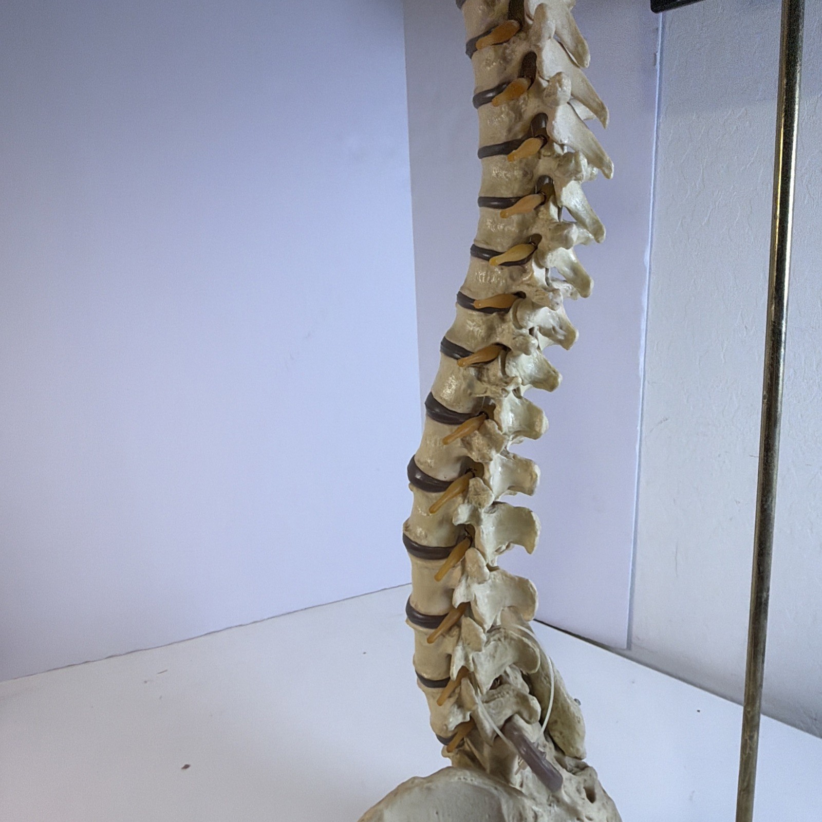 Vintage ORTHOFLEX Human Pelvis Vertebrae Skull Base Spinal Nerve Cord Spine